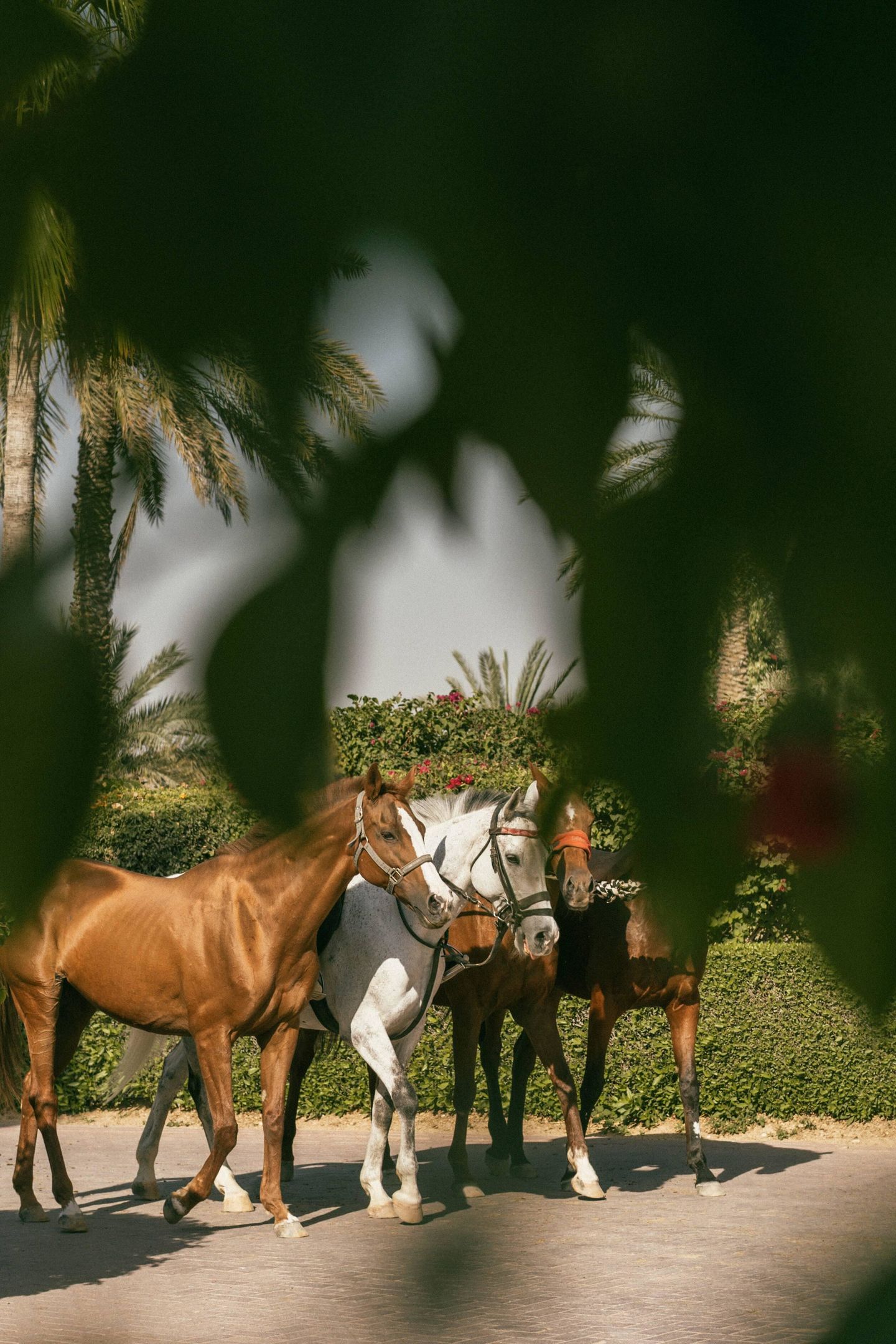Meliá Desert Palm